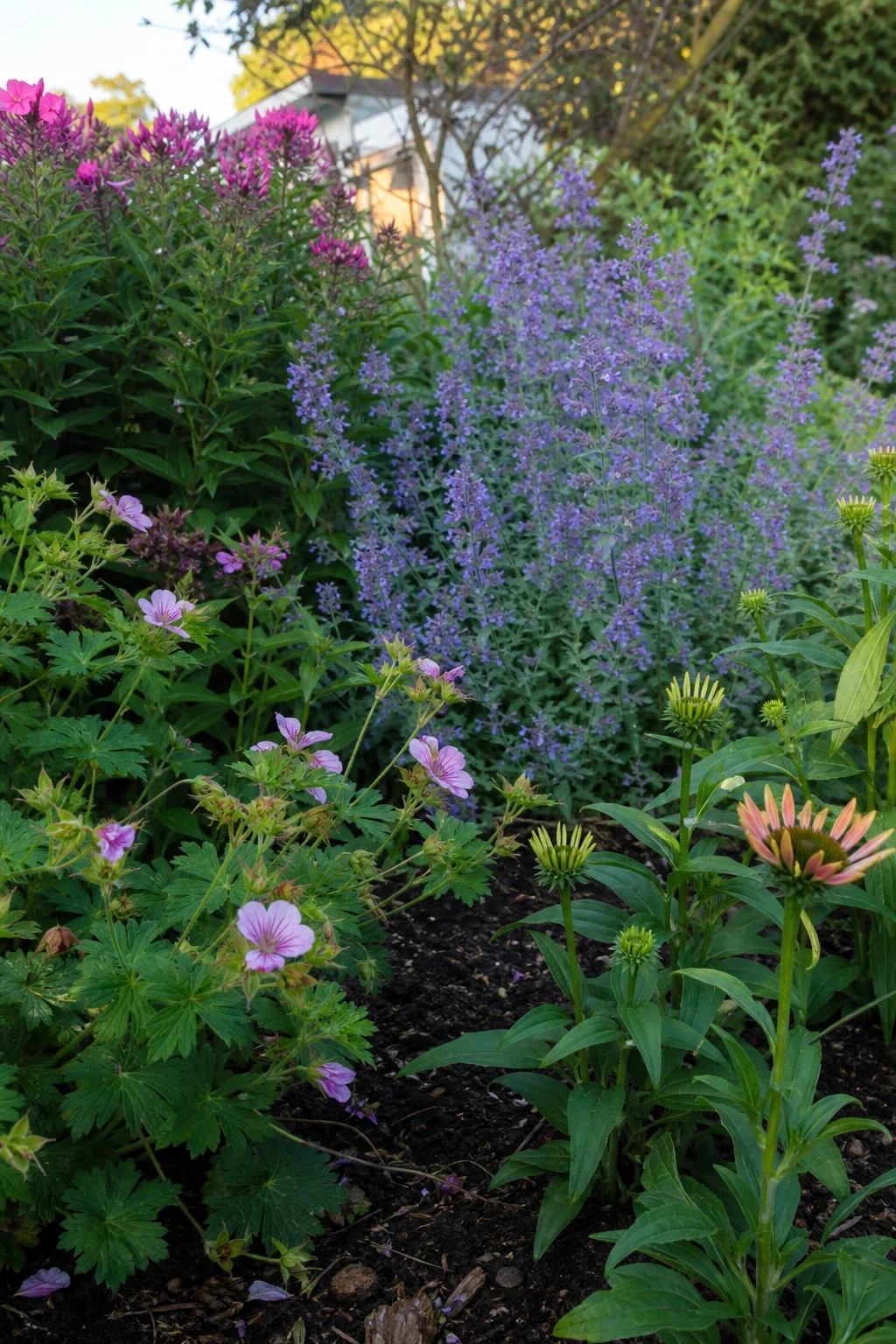Staudenbeet im Juni mit abblühendem Storchschnabel, knospender Phlox, blühender Katzenminze und ersten Echinacea-Blüten.