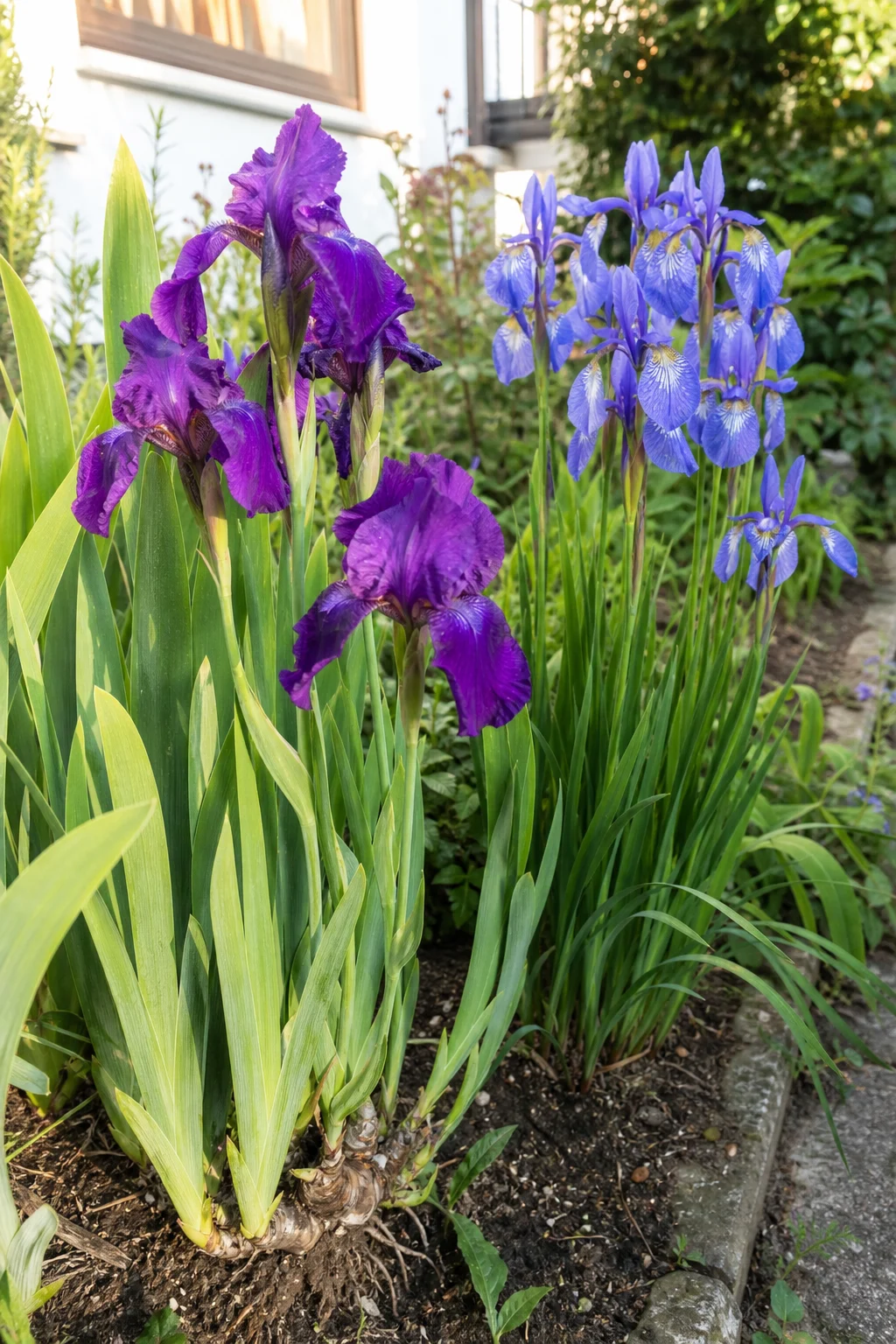 Violette Bart-Iris und blaue Sibirische Iris blühen nebeneinander in einem sonnigen Beet, das Rhizom der Bart-Iris liegt teils frei.