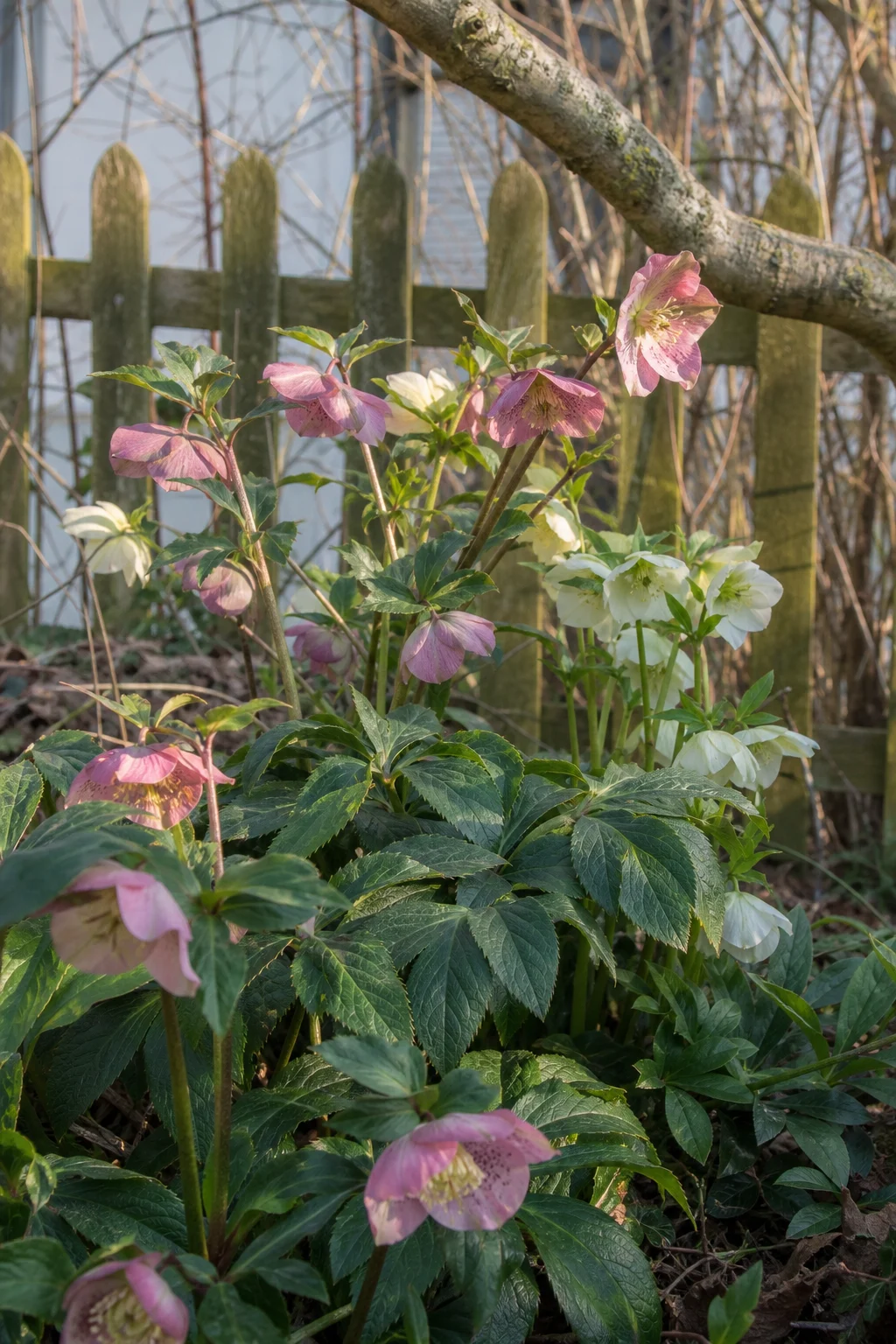 Lenzrosen mit rosa und weißen nickenden Blüten und ledrigen, immergrünen Blättern im Halbschatten.