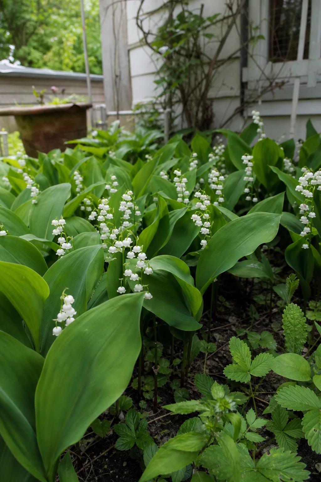 Maiglöckchen in voller Blüte mit weißen Glocken und breiten grünen Blättern in einem schattigen Beet.