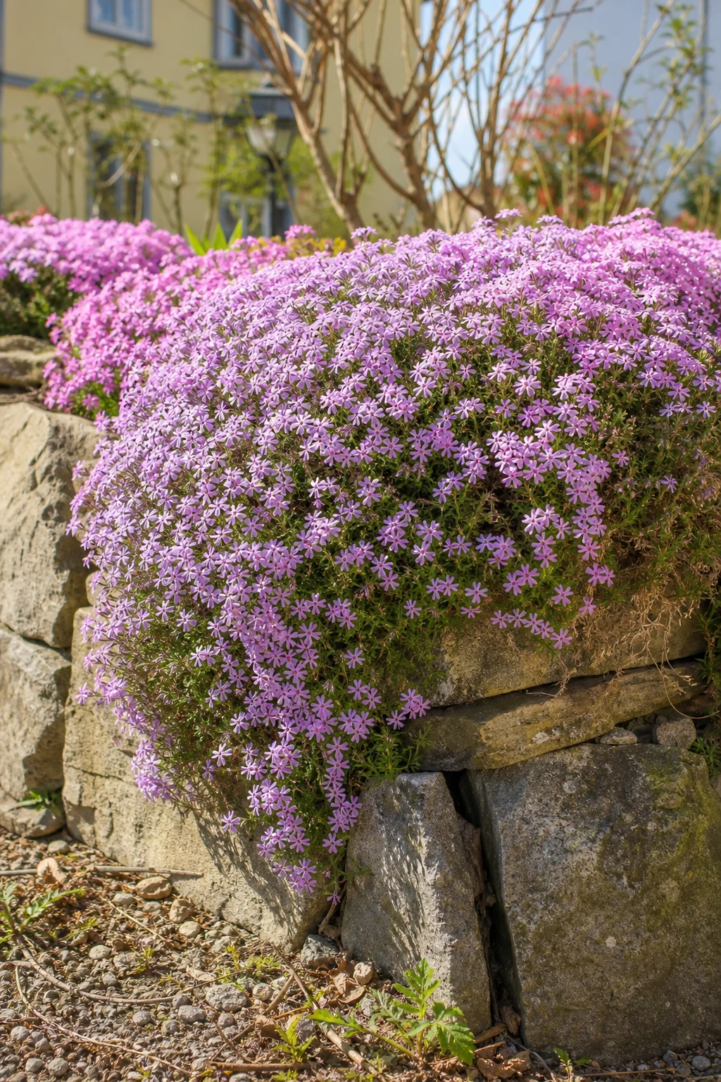 Polster-Phlox bildet ein dichtes rosa-lila Blütenpolster auf einer kleinen Trockenmauer.