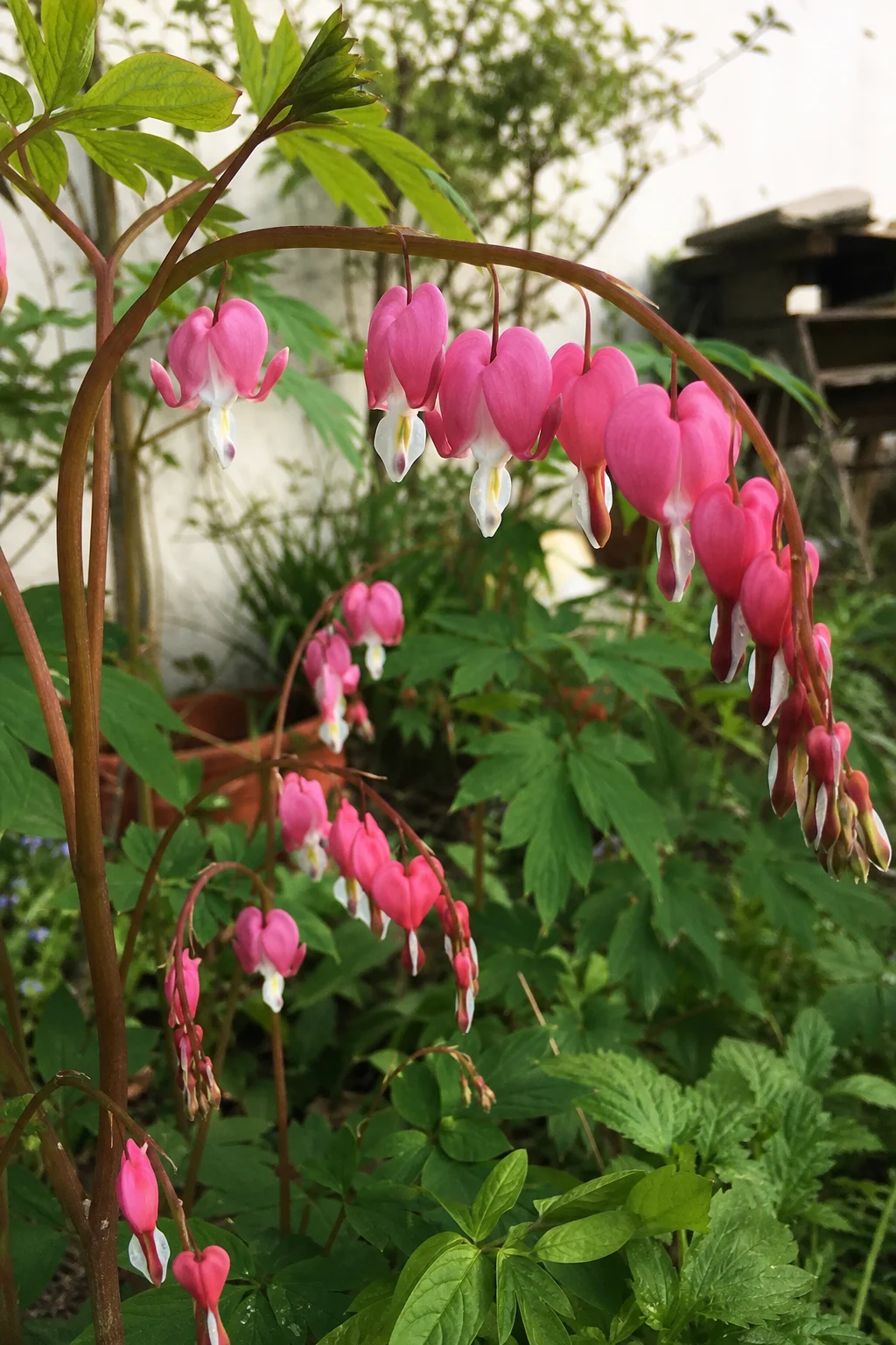 Tränendes Herz mit überhängenden Trieben und vielen rosa-weißen Herzblüten im Halbschatten.