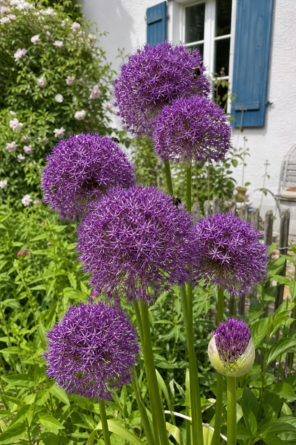 Zierlauch mit großen violetten Blütenkugeln in verschiedenen Höhen, eine Biene fliegt eine Blüte an.