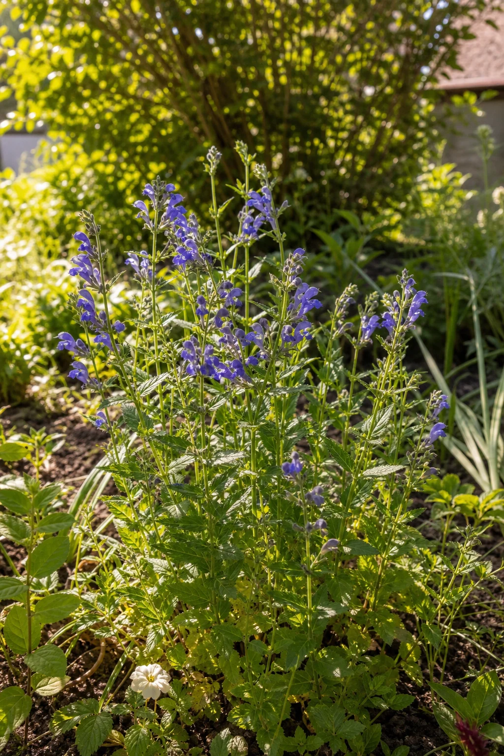 Helmkraut mit blauvioletten, helmförmigen Blüten an aufrechten Stängeln in einem sonnigen Beet.