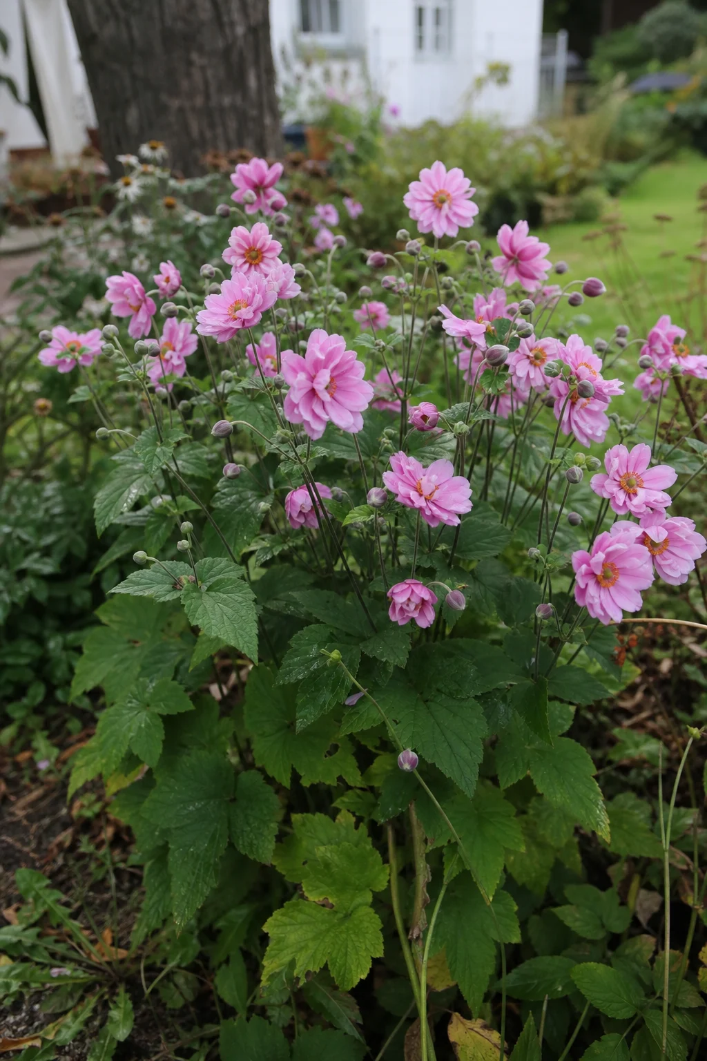Herbst-Anemone 'Pamina' mit zartrosa halbgefüllten Blüten an aufrechten Stielen im Halbschatten.