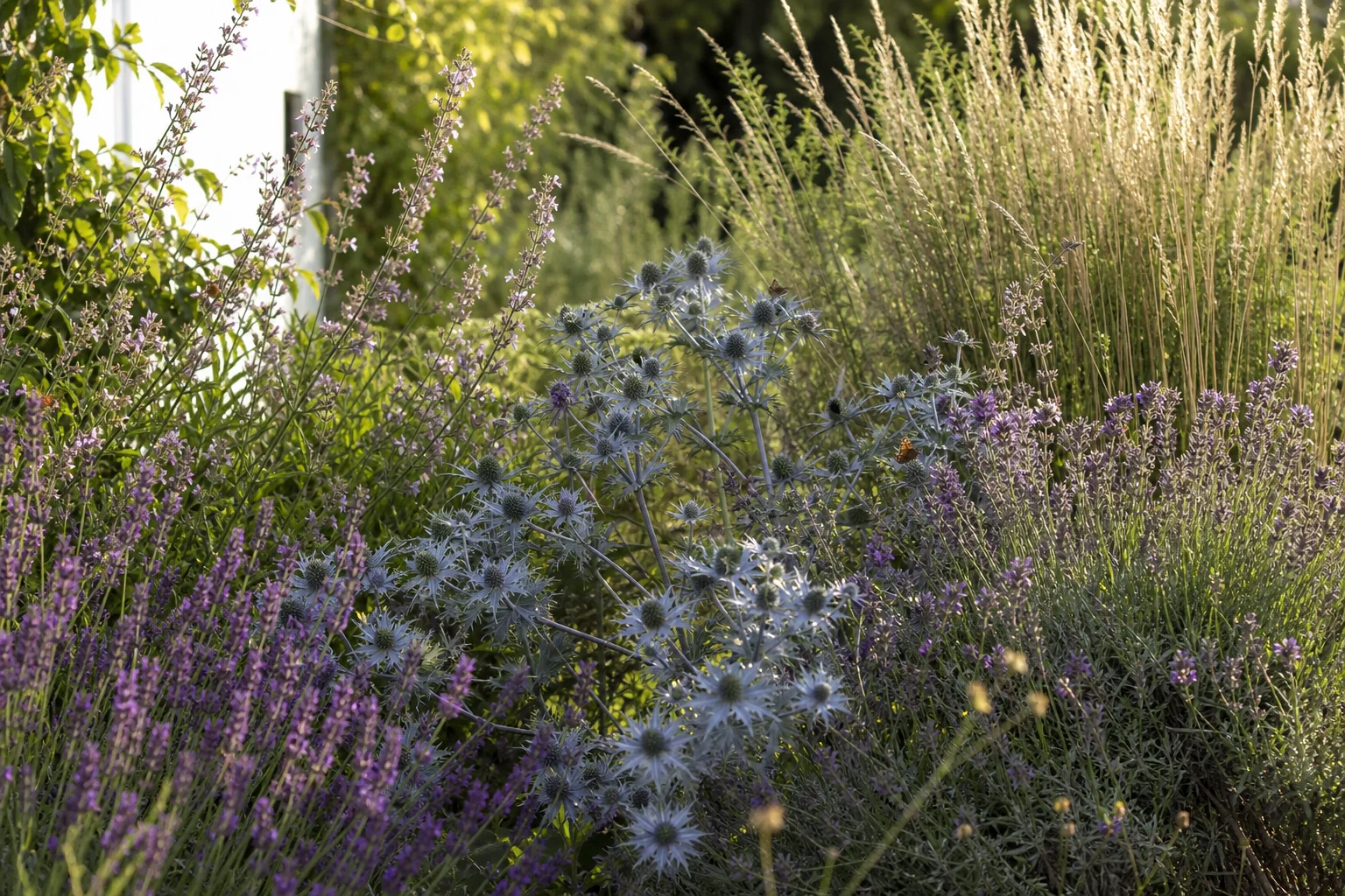 Sonniges Staudenbeet mit Lavendel, Salbei, Mannstreu und Gräsern auf magerem, kiesigem Boden im Hochsommer.