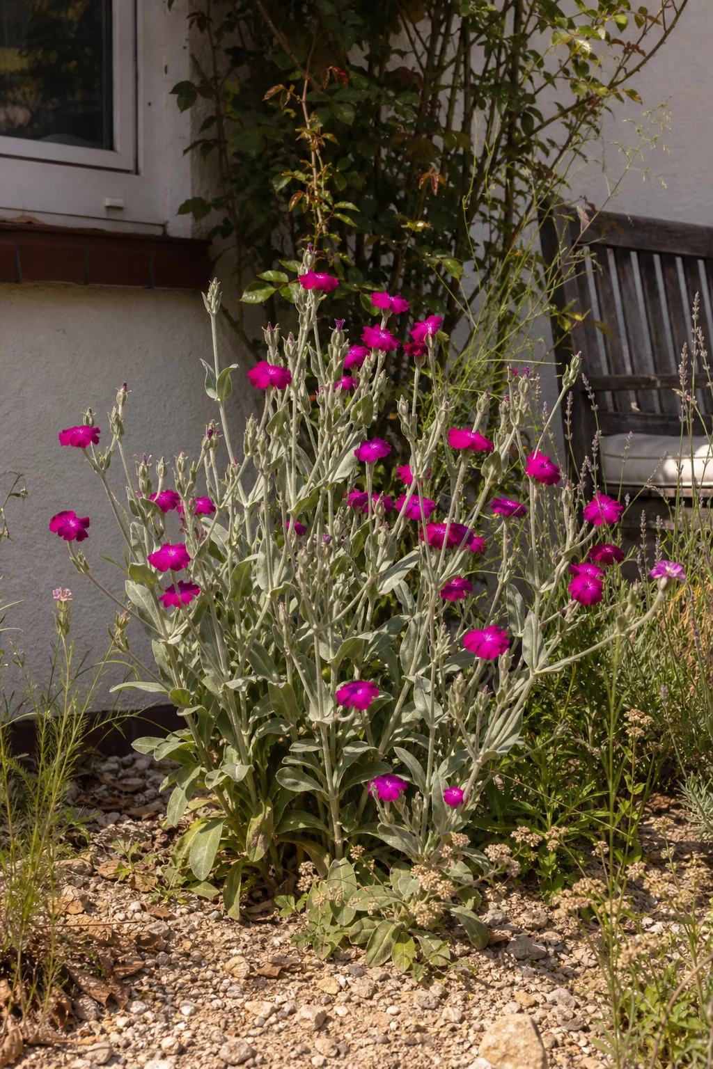 Kronen-Lichtnelke mit kräftig pinken Blüten und silbrig behaarten Blättern auf trockenem, sonnigem Standort.