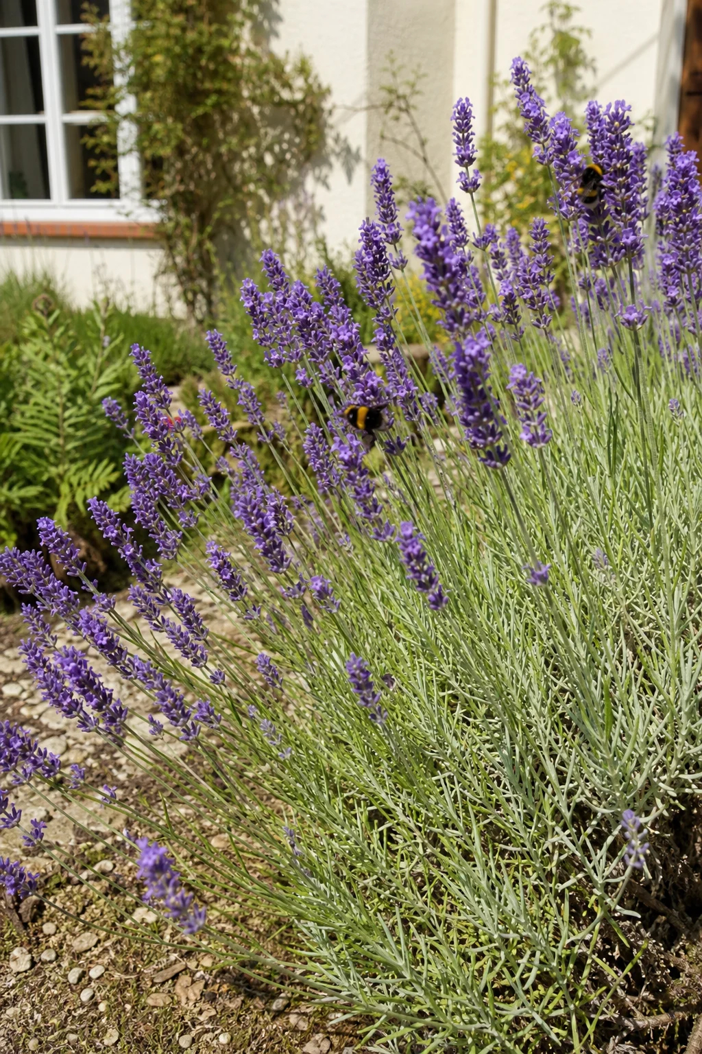 Lavendel mit dichten violetten Blütenständen und silbergrauen Blättern auf sandigem Boden, Hummeln sitzen an den Ähren.