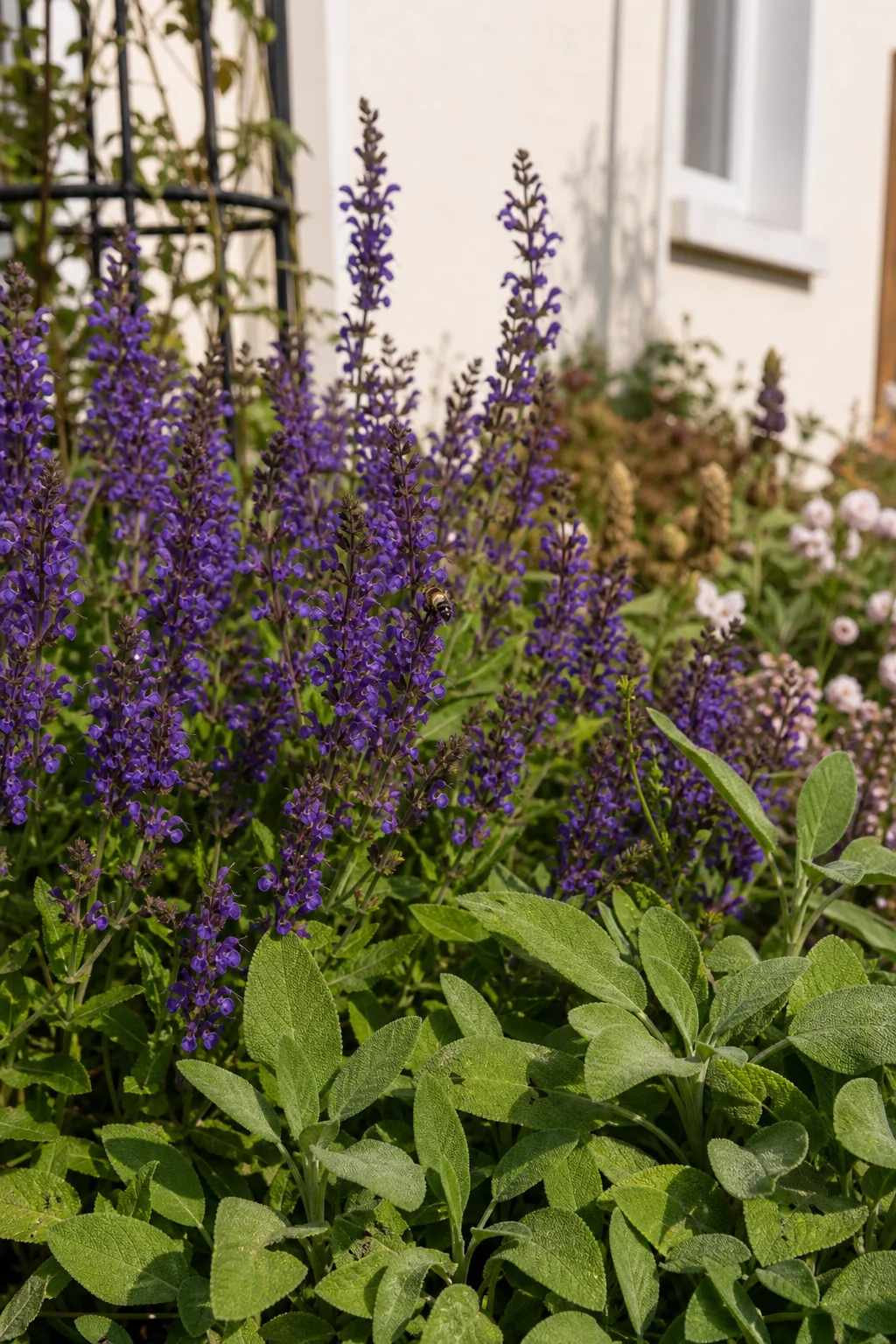 Steppensalbei mit violetten Blütenkerzen und Küchensalbei mit graugrünen Blättern in einem sonnigen Beet.