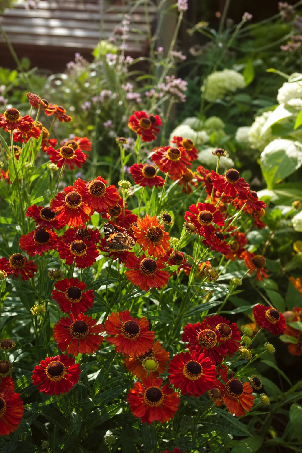 Sonnenbraut 'Rubinzwerg' mit dunkelroten und orangefarbenen Blüten, ein Schmetterling sitzt auf einer Blüte.