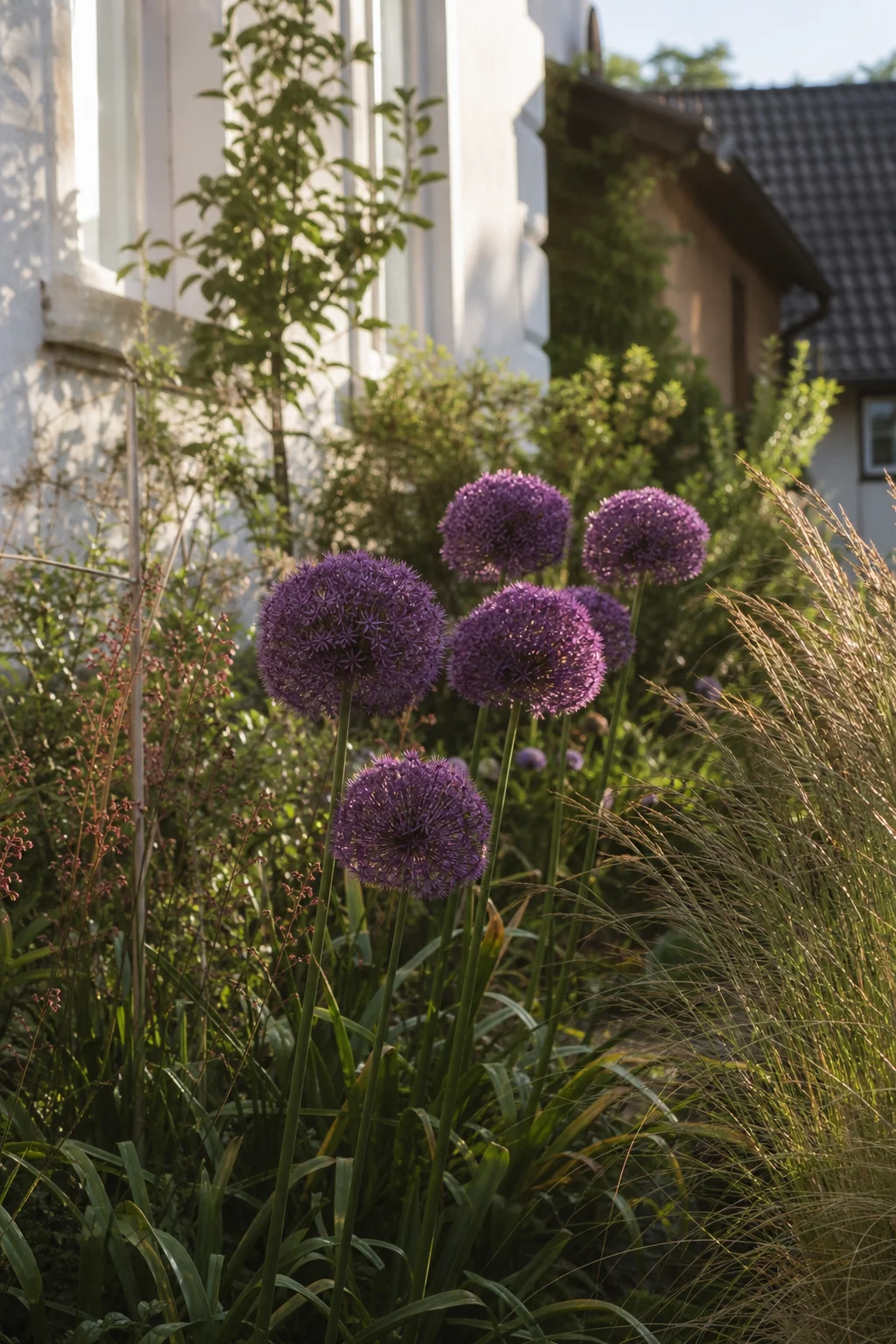 Mehrere große violette Blütenkugeln von Allium 'Globemaster' auf hohen Stielen zwischen Ziergräsern.