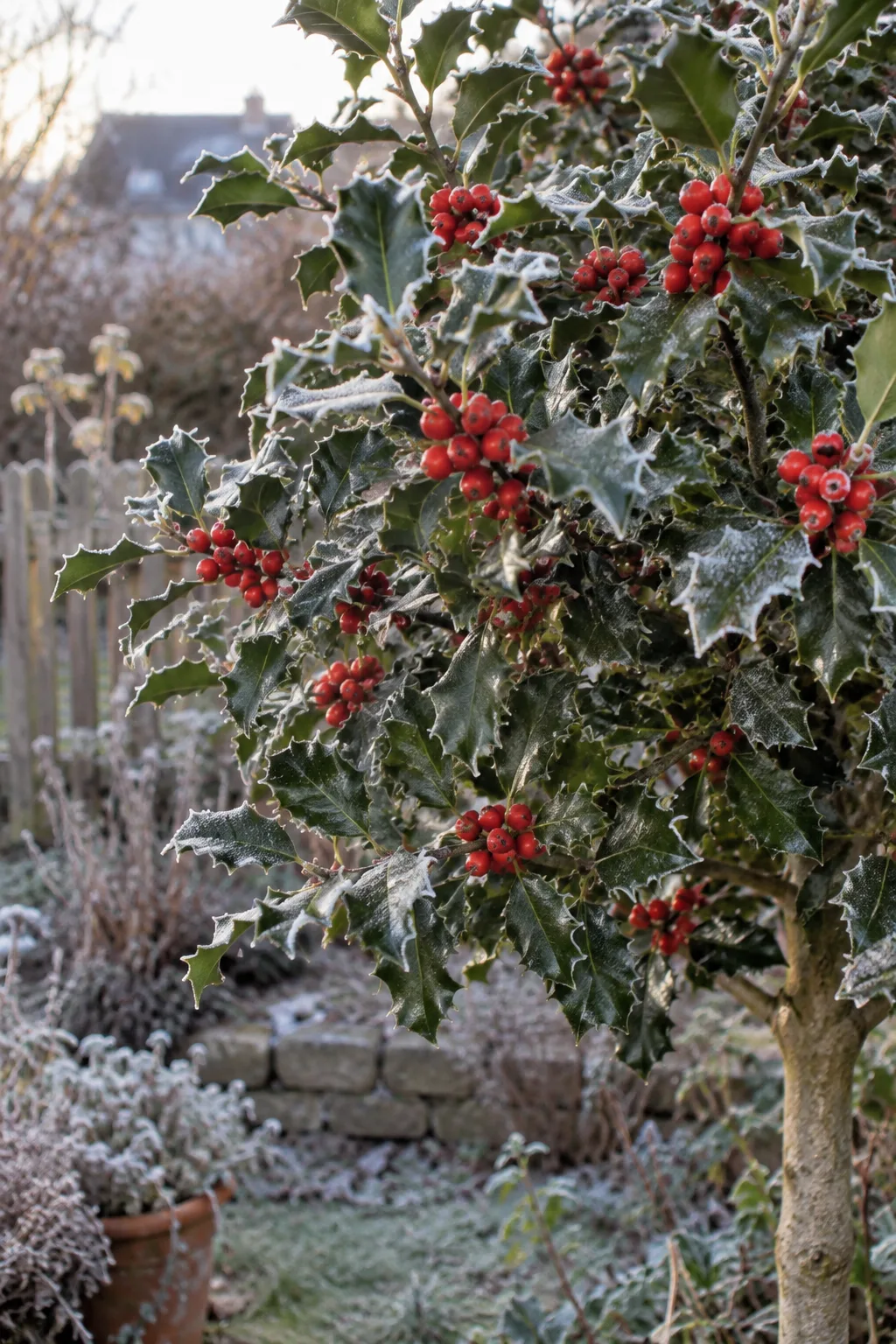 Stechpalme im Winter mit glänzend dunkelgrünen, stachelig gezähnten Blättern und dichten Büscheln leuchtend roter Beeren, leicht mit Raureif überzogen