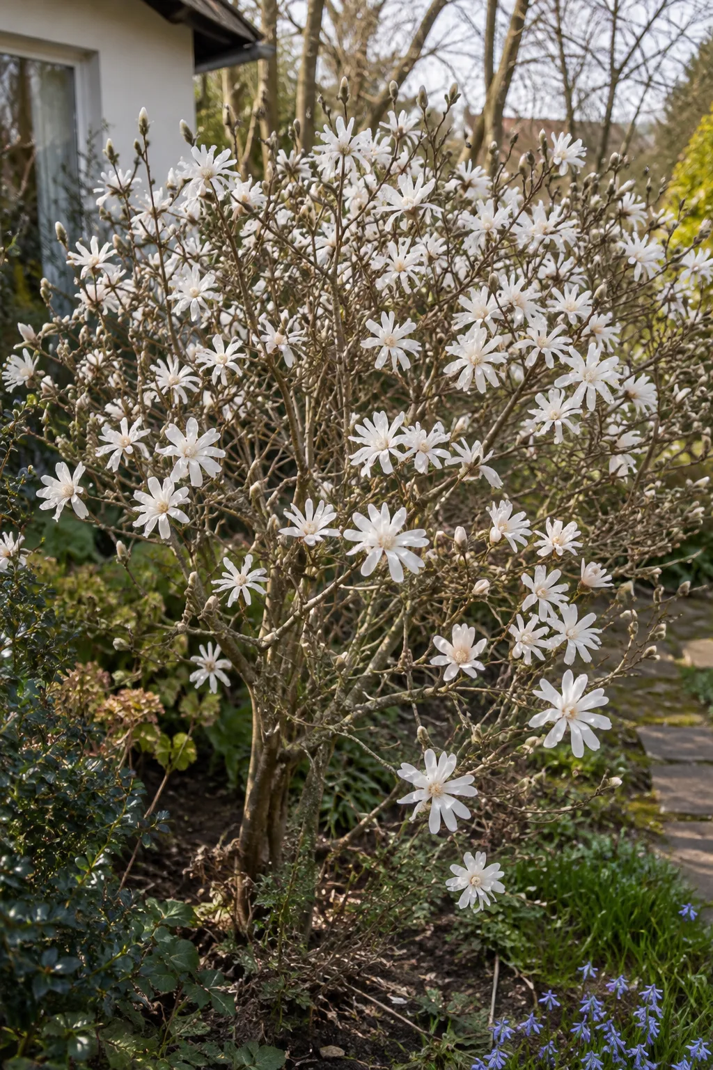 Breit verzweigte Sternmagnolie im März, an den noch blattlosen Zweigen sitzen viele weiße Blüten mit schmalen, sternförmig abstehenden Blütenblättern
