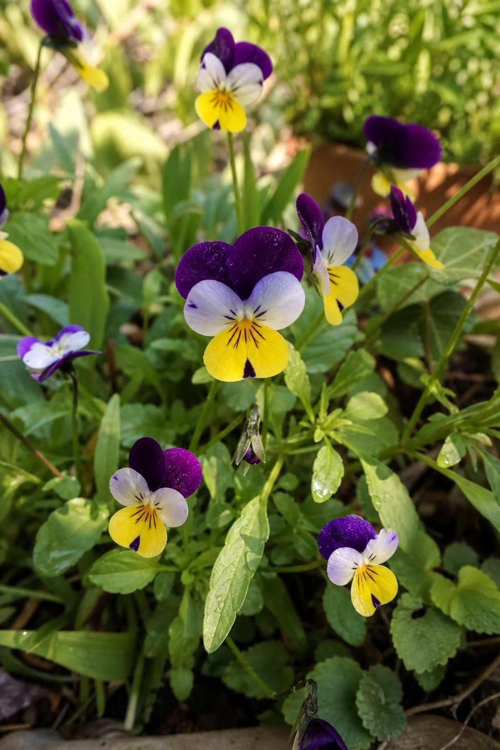 Wilde Stiefmütterchen (Viola tricolor) in Lila, Gelb und Weiß im Frühlingsbeet, frische grüne Blätter mit Morgentau.