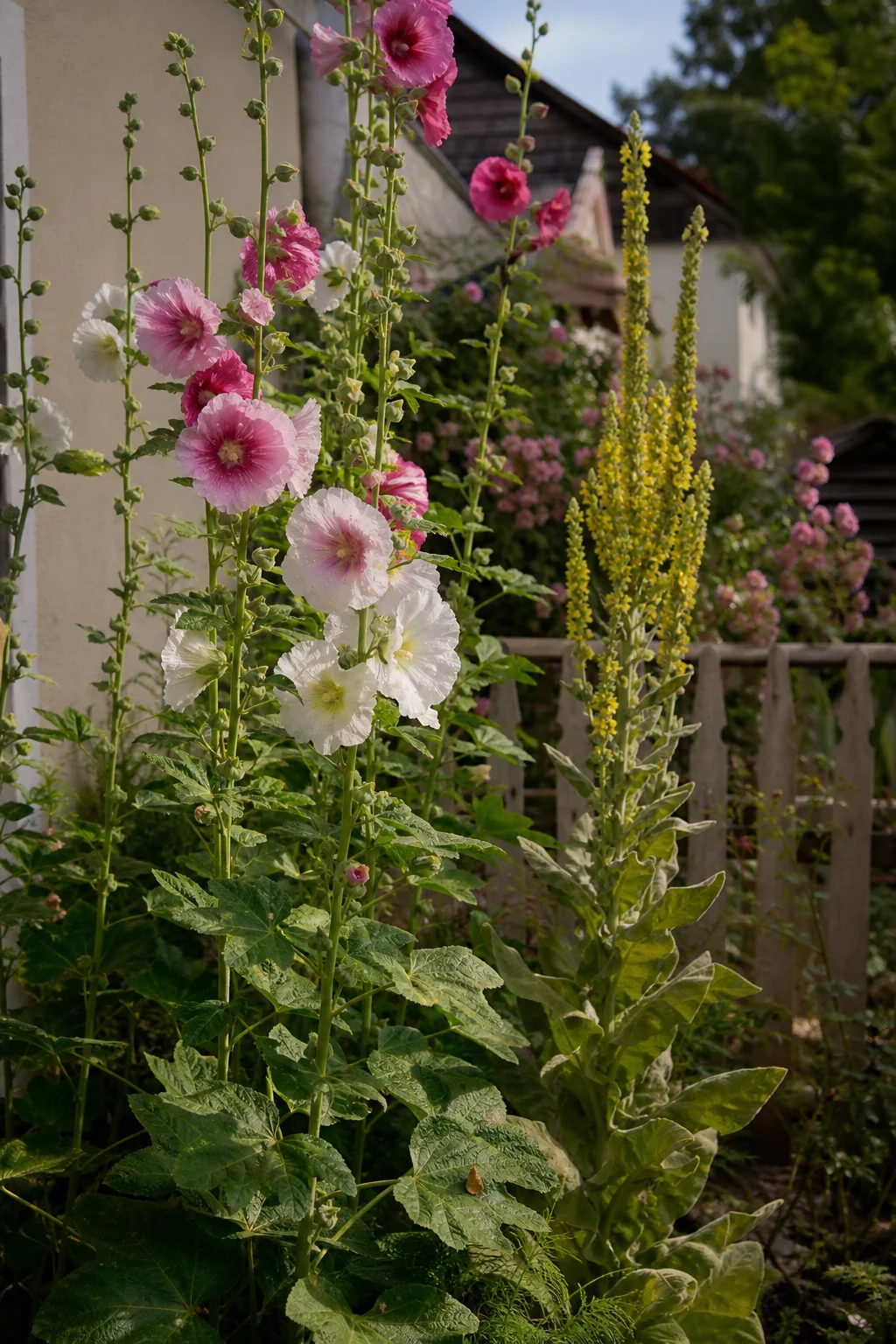 Rosa und weiße Stockrosen blühen neben einer gelben Königskerze, beide deutlich über zwei Meter hoch, vor einem niedrigen Lattenzaun.