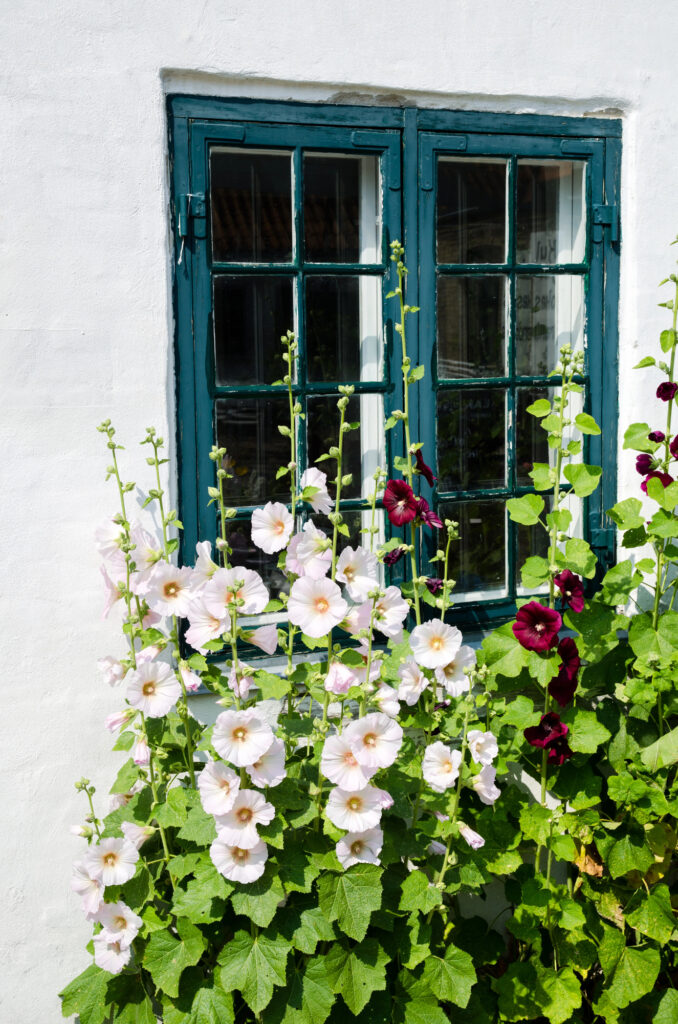Fenster mit Stockrosen im Sonnenschein
