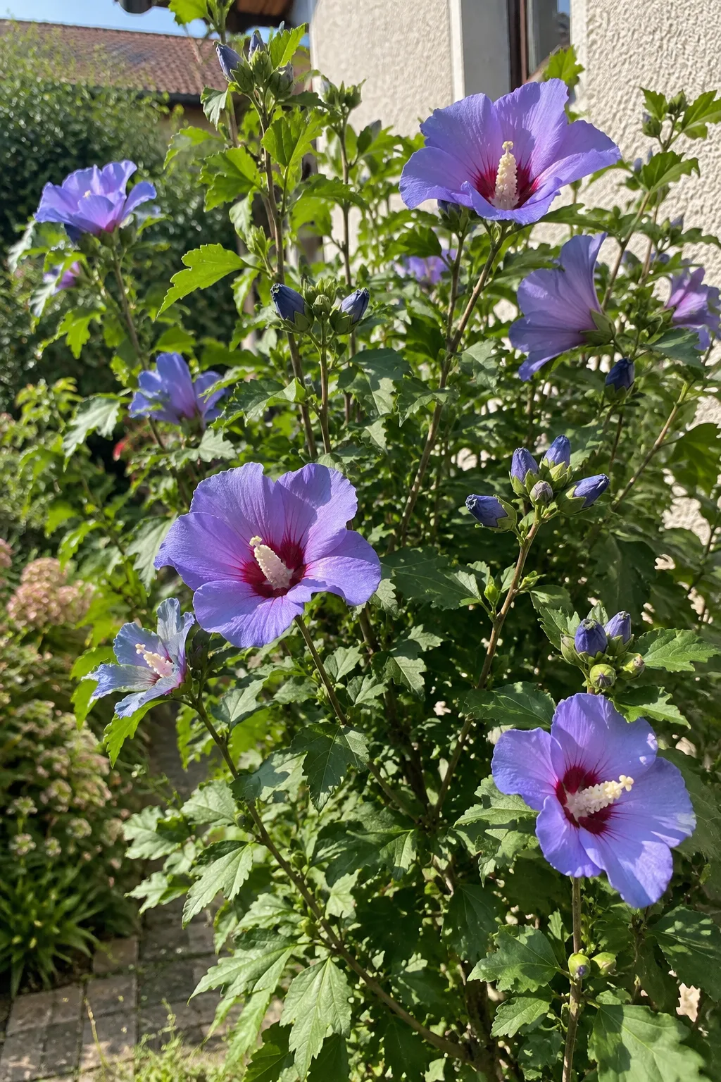 Garten-Hibiskus vor einer Hauswand mit dreilappigen Blättern und großen, offenen violettblauen Blüten mit dunkelrotem Auge