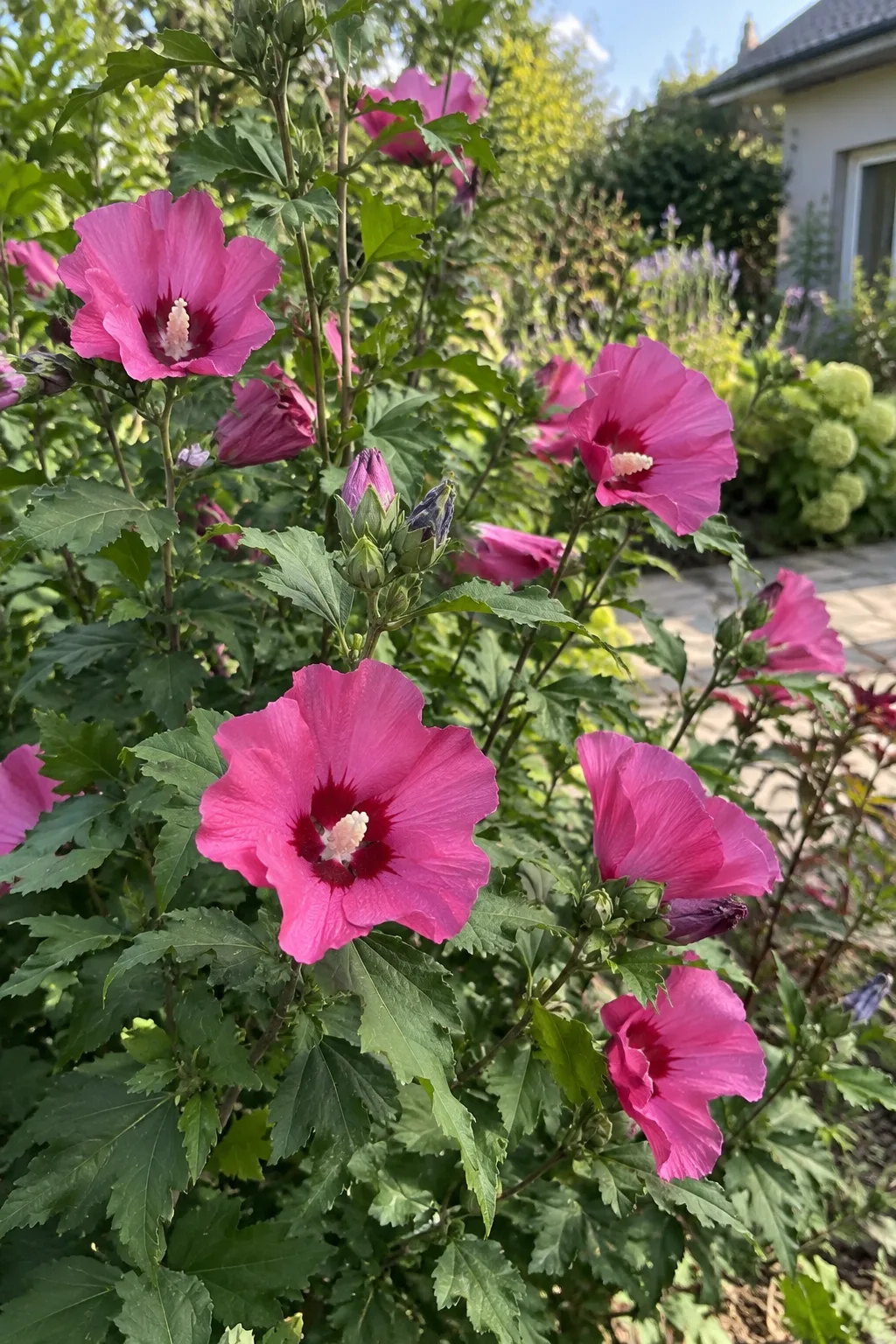 Strauch-Eibisch Woodbridge mit dunkelgrünen, gelappten Blättern und großen, einfachen, kräftig rosa Hibiskusblüten mit dunkelroter Mitte und auffälliger Staubblattsäule