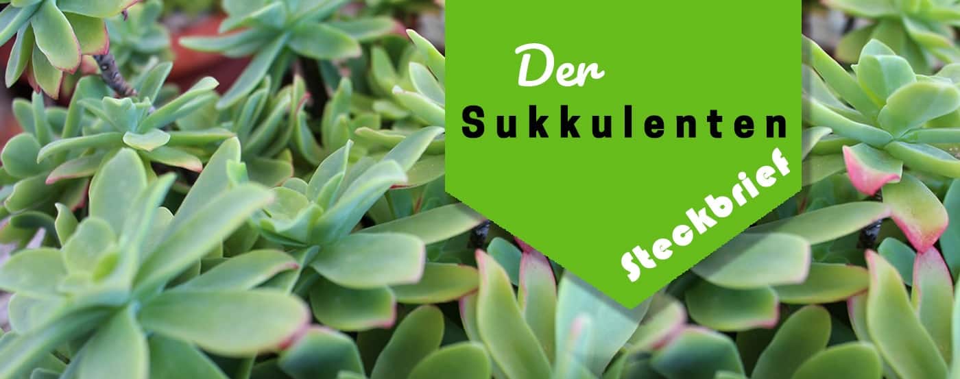 Sukkulenten: Die perfekte Pflege und was Du sonst noch wissen musst