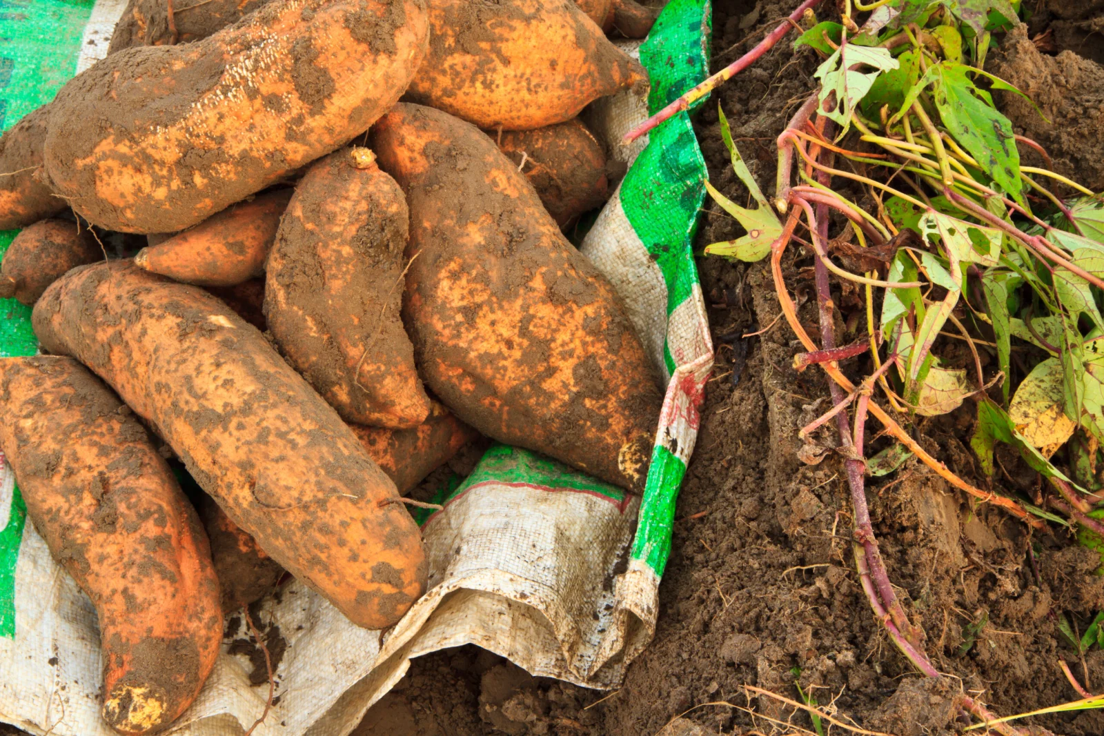 sweet potato