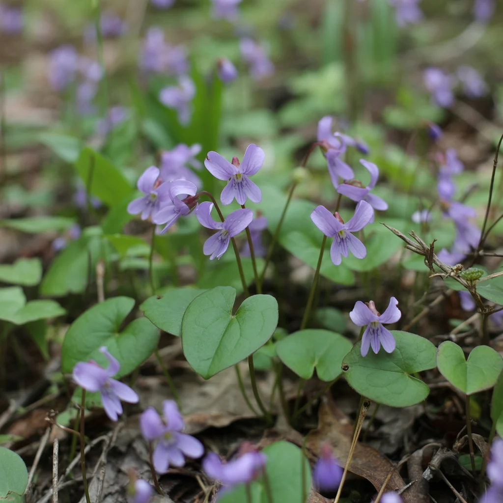 Violett blühende Duftveilchen mit herzförmigen Blättern am Boden