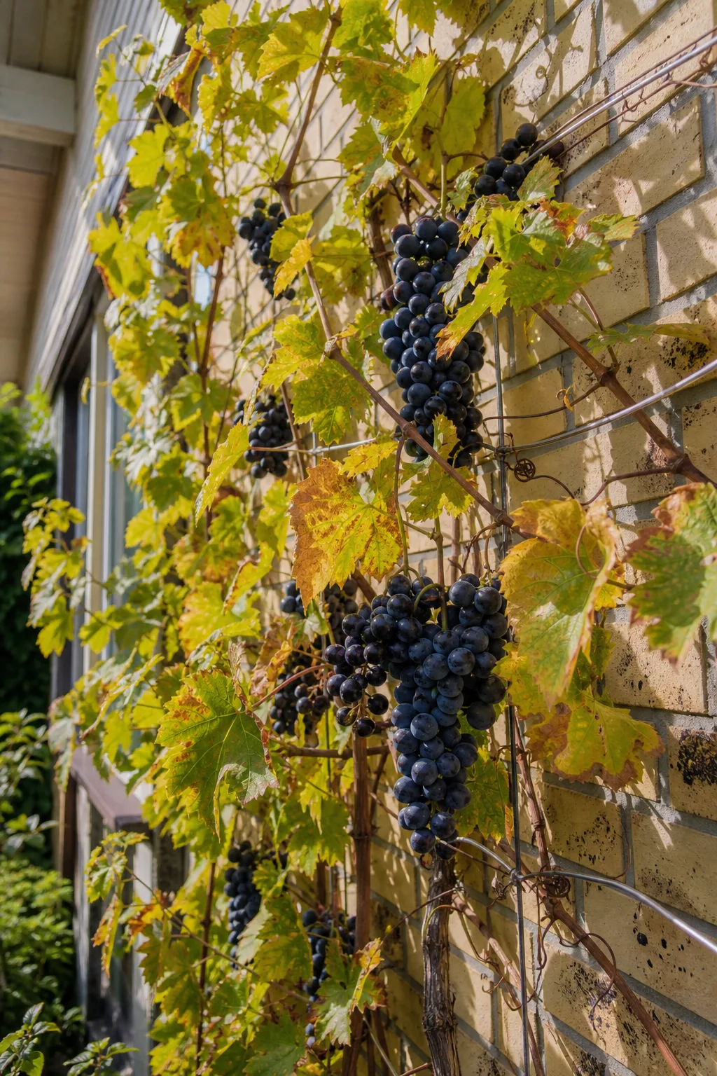 Weinrebe an einer sonnigen Hauswand mit reifen blauen Trauben