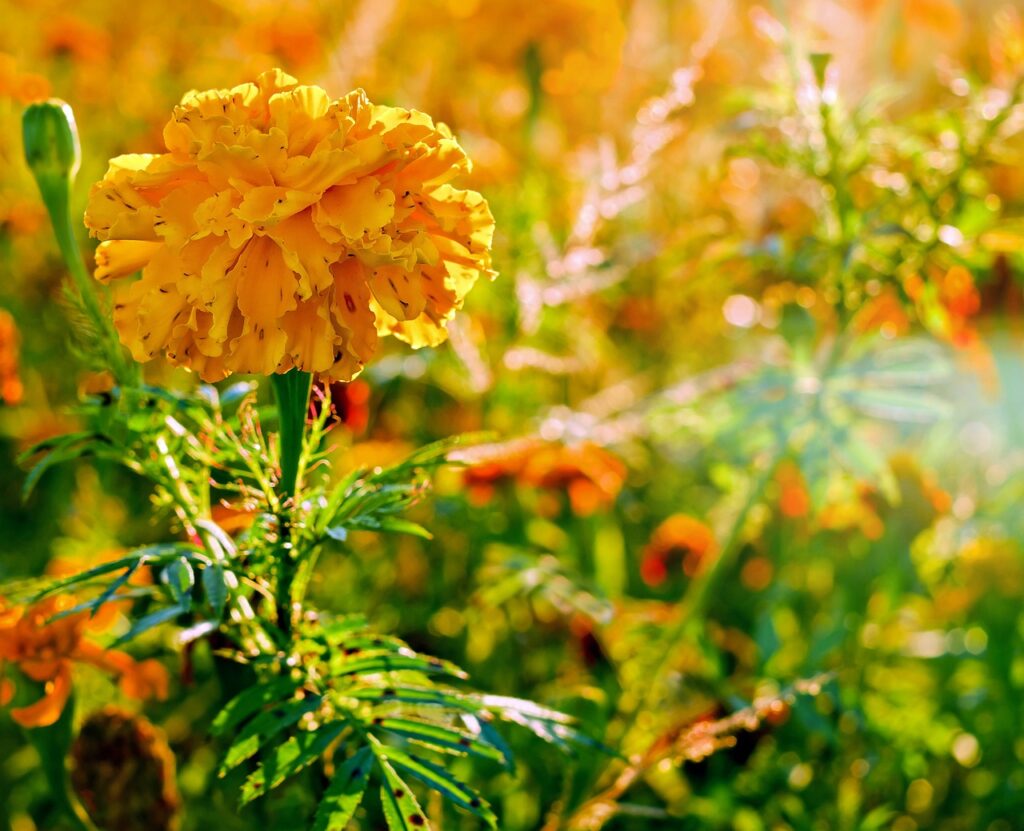 tagetes, student flower, flower