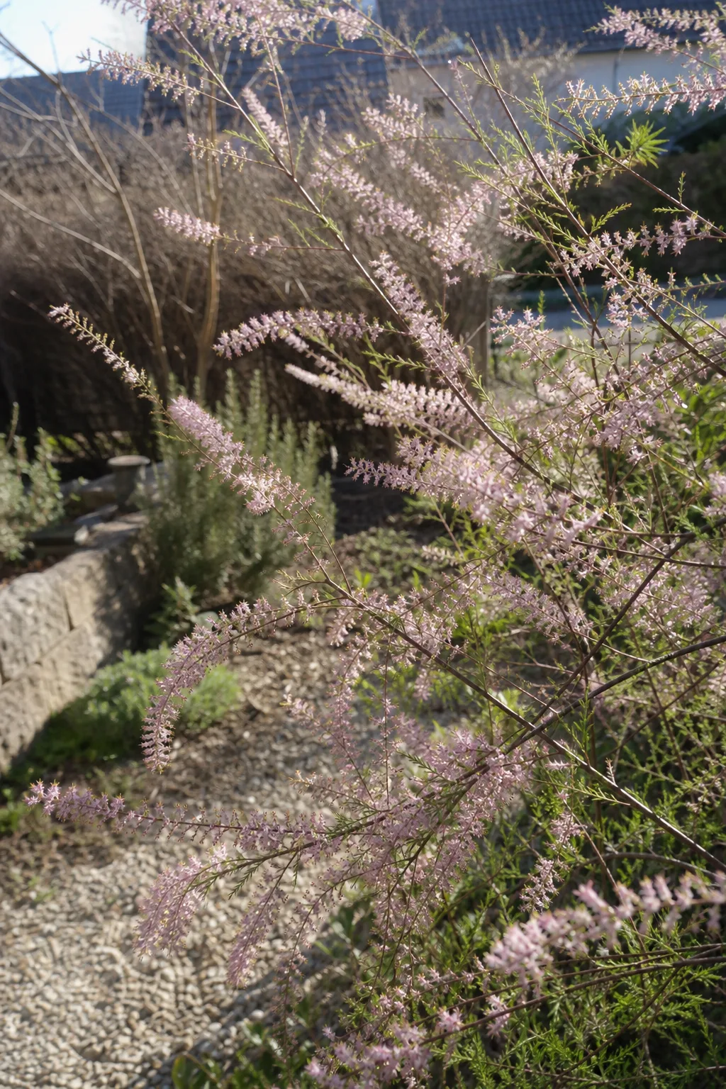 Tamariske mit überhängenden Zweigen voller zartrosa Blütenrispen
