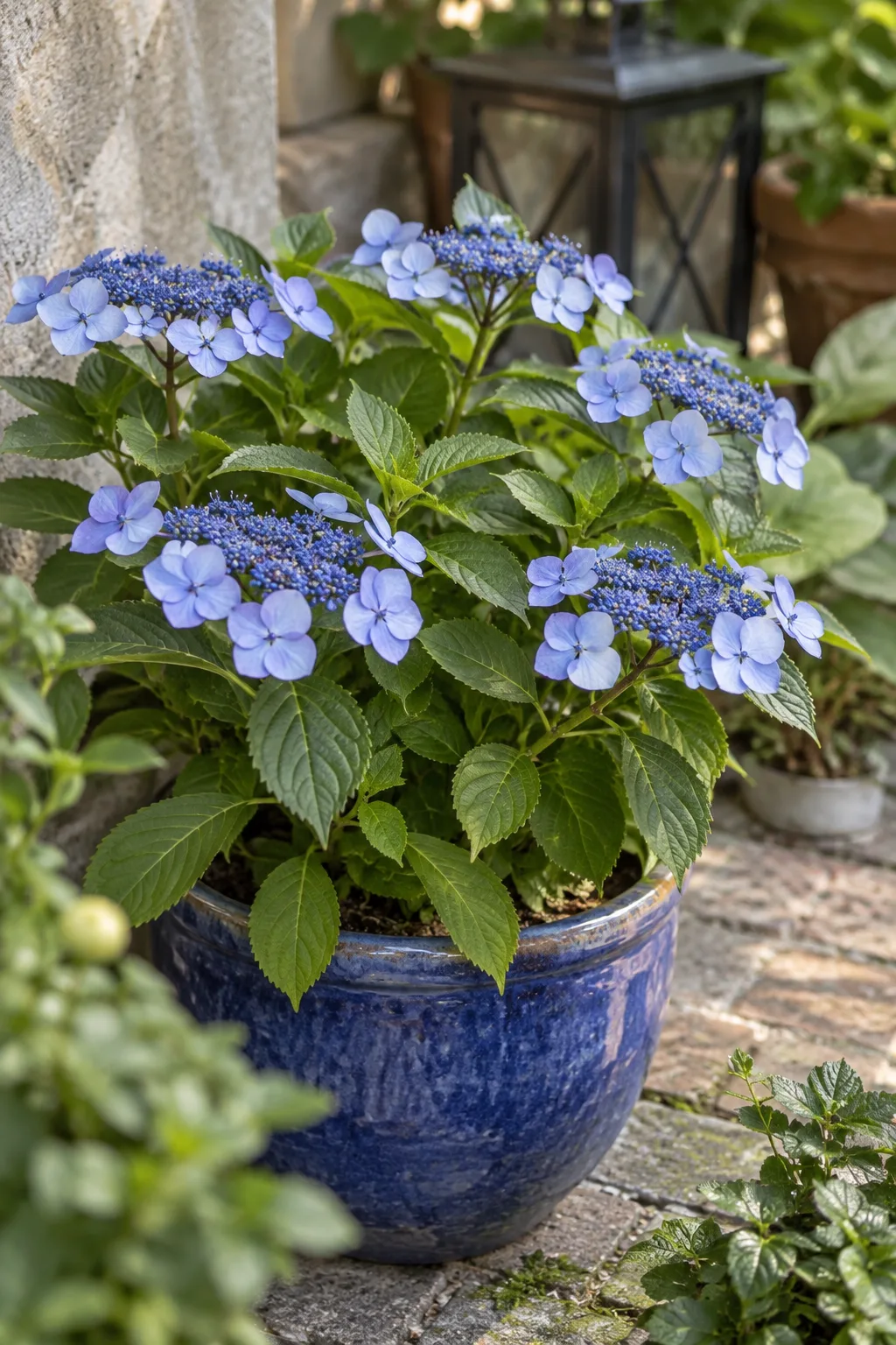 Zierliche Tellerhortensie in einem blauen Keramiktopf mit flachen Blütentellern, innen kleine blaue Blüten, außen ein Kranz hellblauer Schaublüten