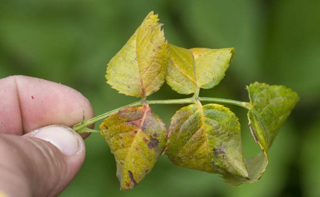 The rose leaves turned yellow due to the lack of chelates in the soil.