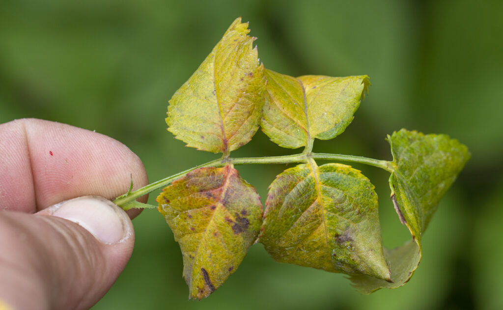 The rose leaves turned yellow due to the lack of chelates in the soil.