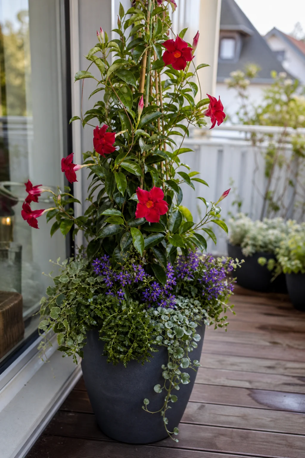 Ein hohes Sommerlöwenmaul oder eine Mandevilla bildet die Mittelpflanze in einem Kübel auf einer Terrasse, im Vordergrund mittelhohe Blüten und überhängendes Laub.