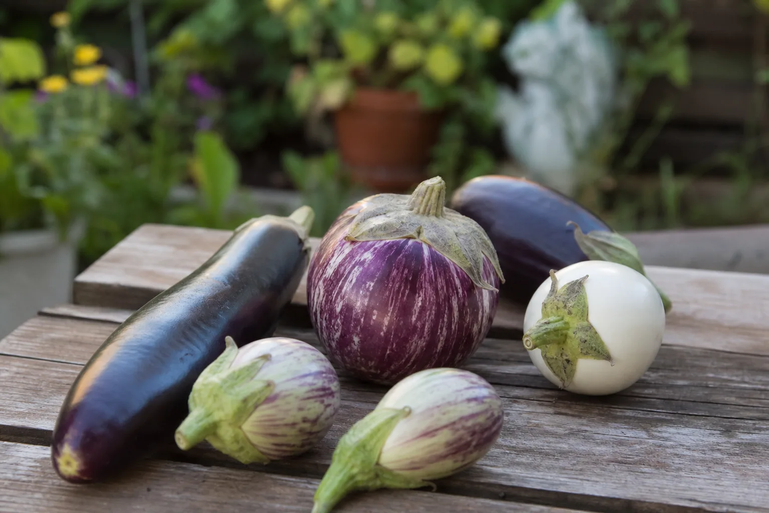 Verschiedene Auberginensorten in Violett, gestreift und Weiß auf einem Holztisch