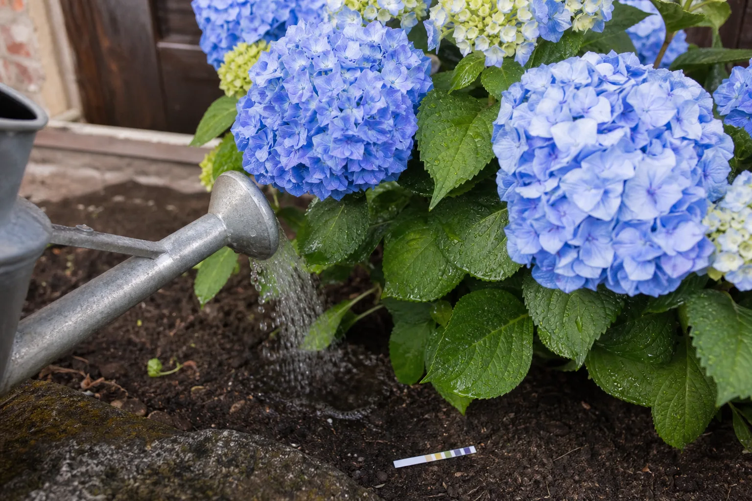 Gießkanne wässert eine blaue Hortensie am Wurzelbereich