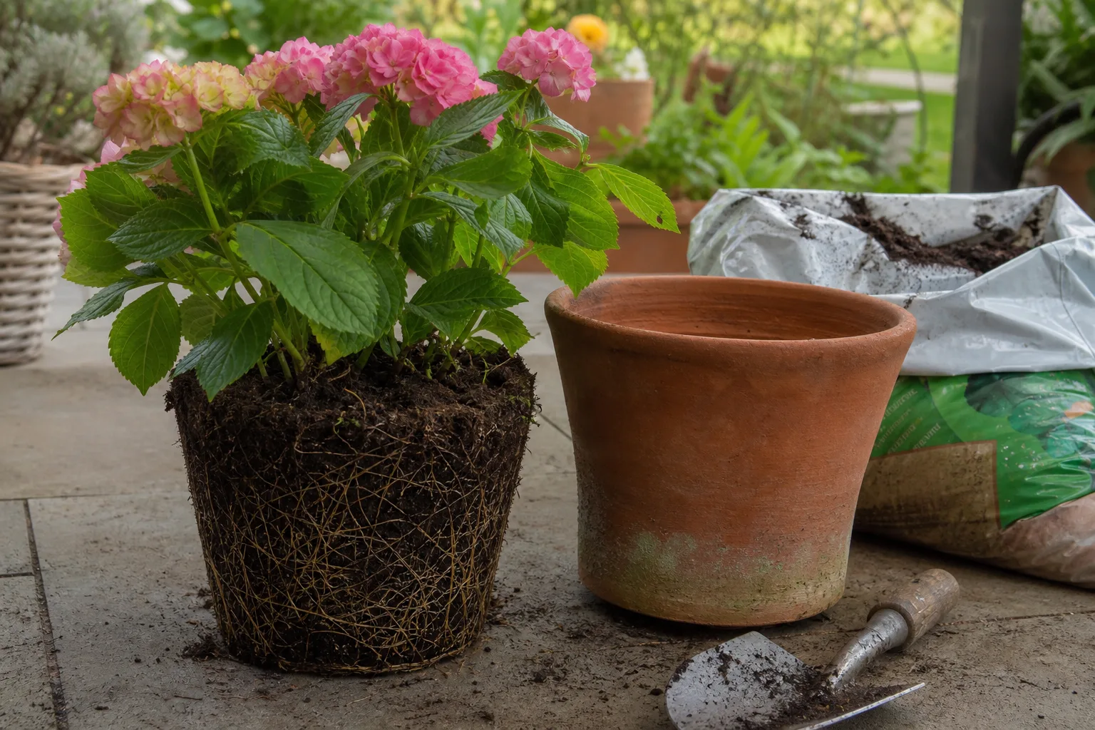 Hortensie mit freiliegendem Wurzelballen neben einem größeren Tontopf