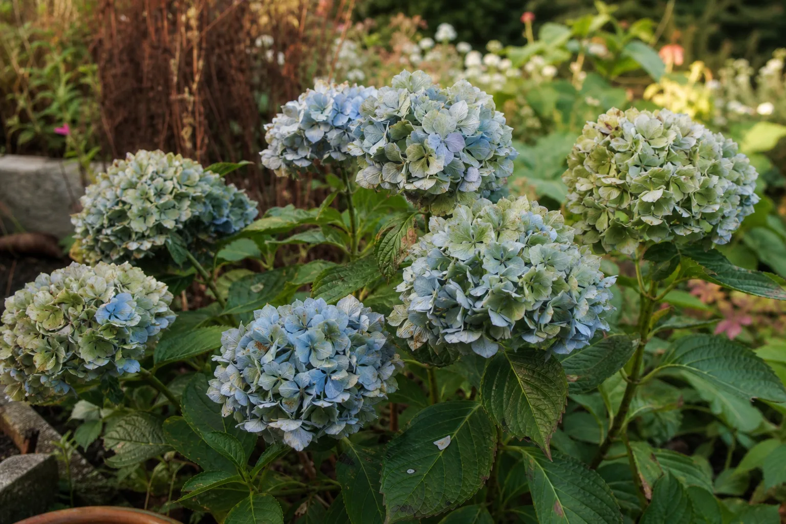 Hortensie mit ausgeblichenen, teils grünlich verfärbten Blütenständen