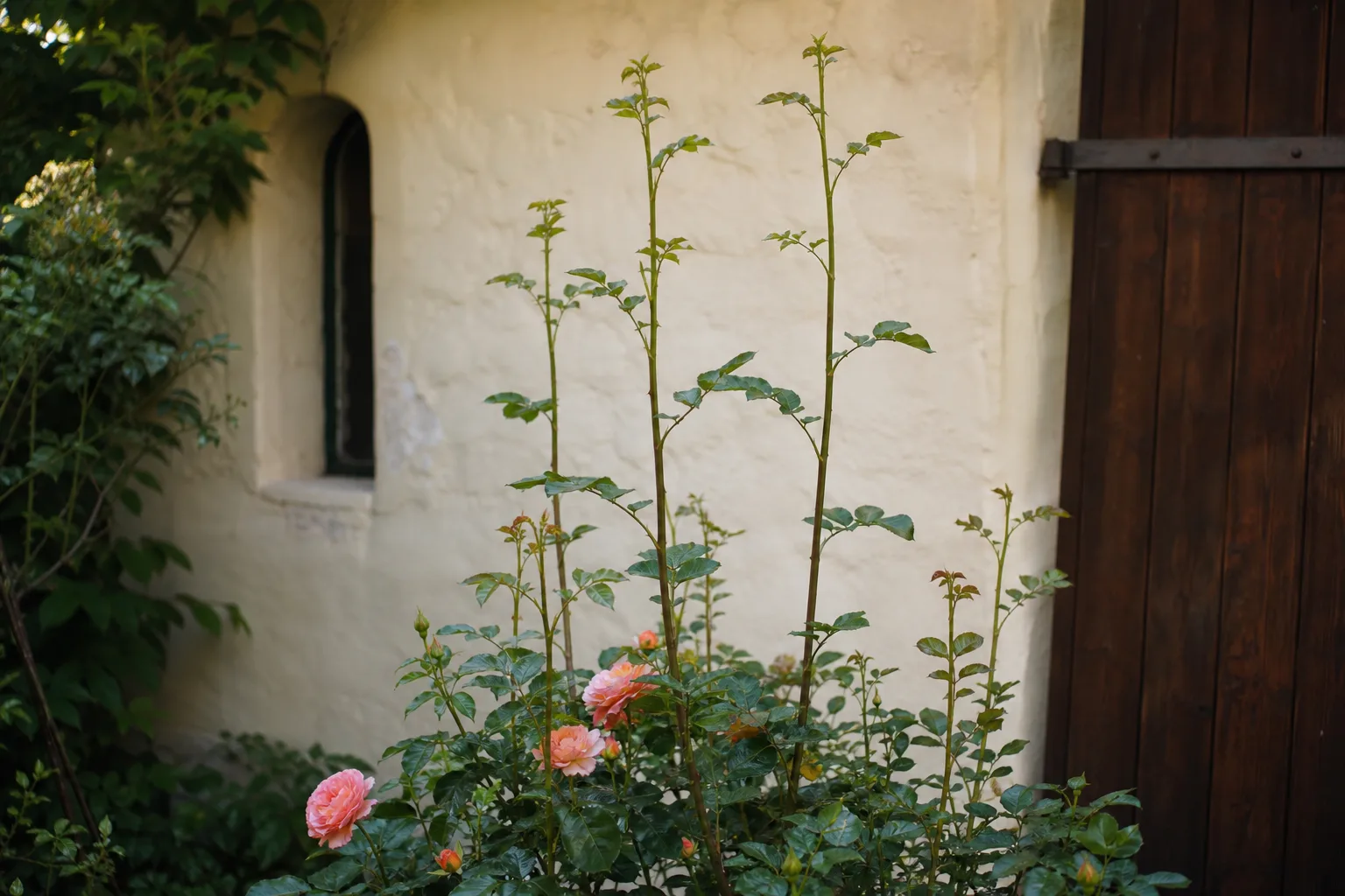 Rosenstrauch mit langen unverzweigten Trieben ohne Blüten