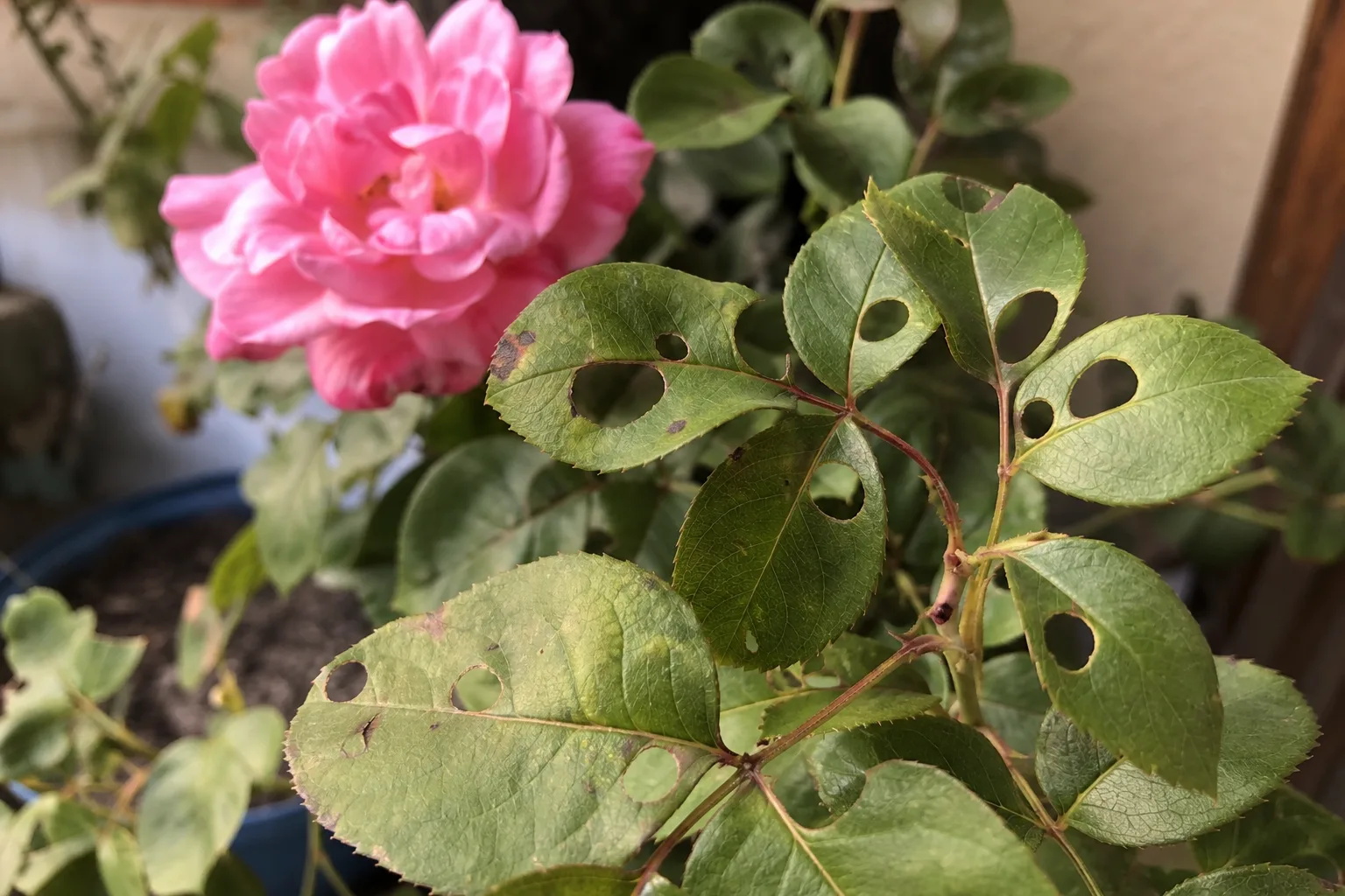 Rosenblätter mit runden Fraßlöchern neben einer rosa Blüte