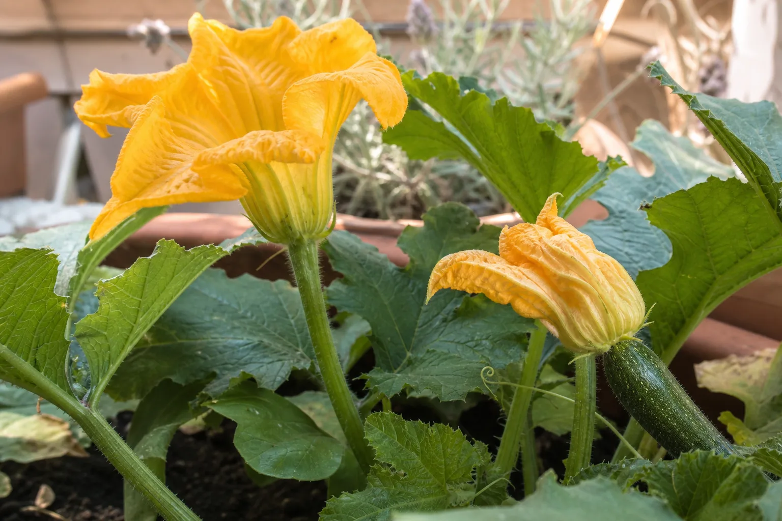 Gelbe männliche Zucchiniblüte am langen Stiel neben einer weiblichen Blüte