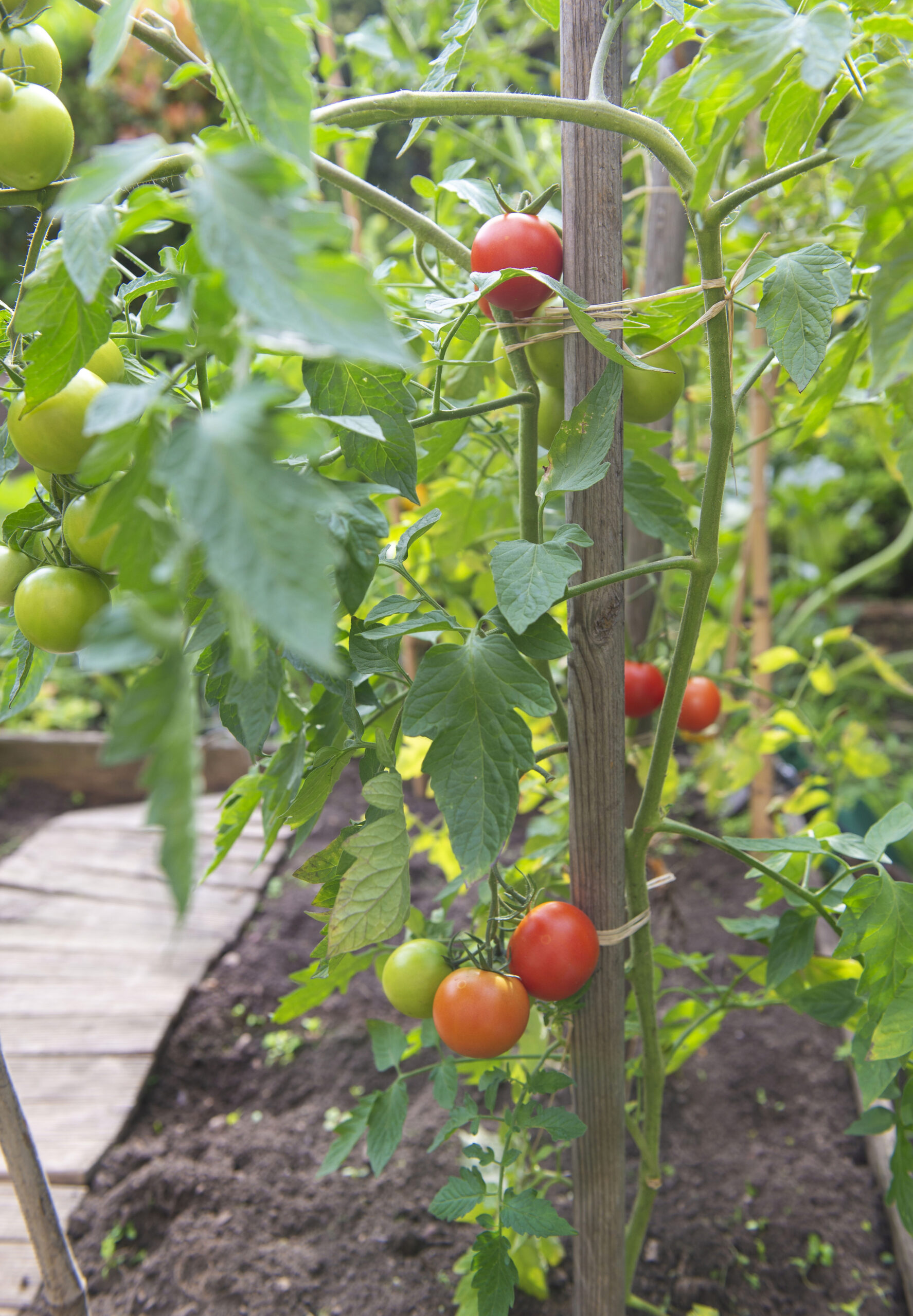 Tomatenpflanze an Stab