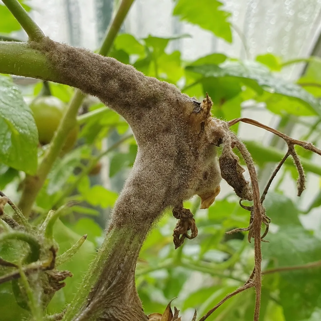 Grauschimmel an einer Tomatenpflanze: ein pelziger, graubrauner Schimmelrasen überzieht eine eingesunkene Faulstelle am Stängel