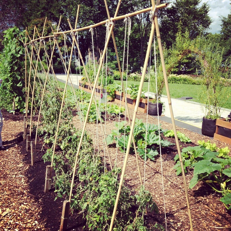 Tomaten, die von Seilen gestützt werden