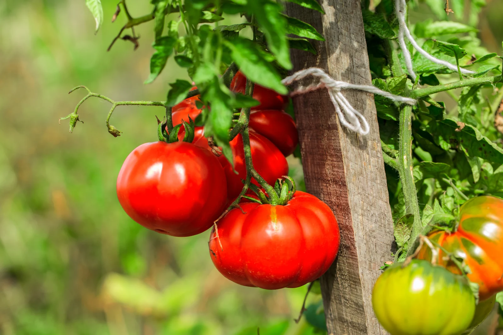 7 natürliche Dünger, die Deine Tomatenpflanzen optimal mit allem versorgen