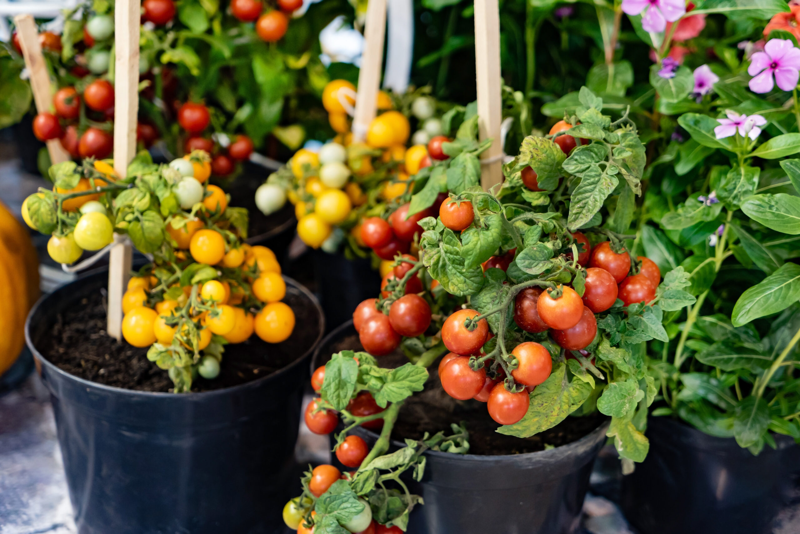 Cherry-Tomatenpflanzen werden im Kübel gezogen