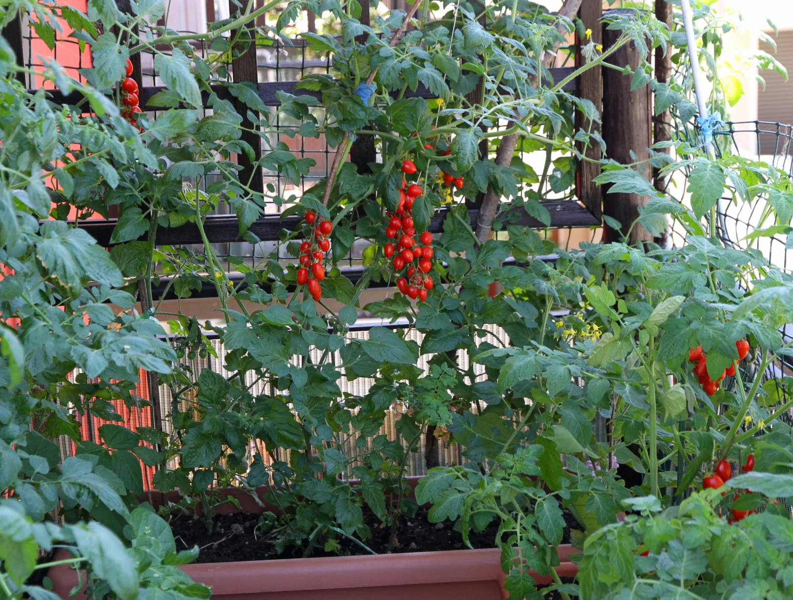 Tomaten im vertikalen Stadtgarten