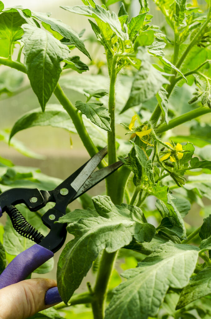 Pruning tomato plants, removing  stems. Studio Photo