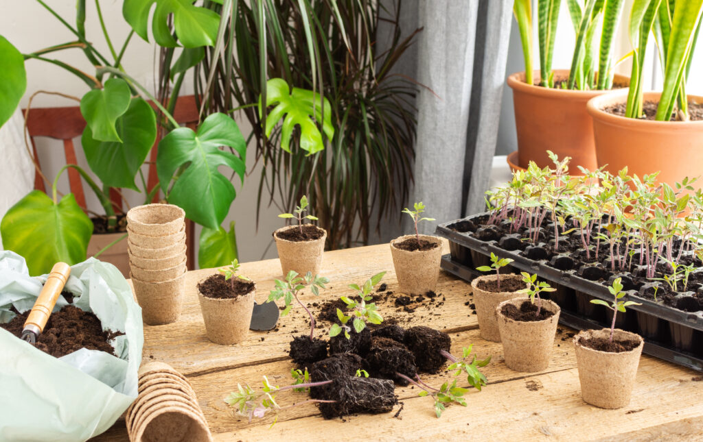 Young green seedlings of tomato in a special plastic form on a wooden background ,bag with ground and trowel and garden shovel, transplanting seedlings, pricking out in eco friendly pots