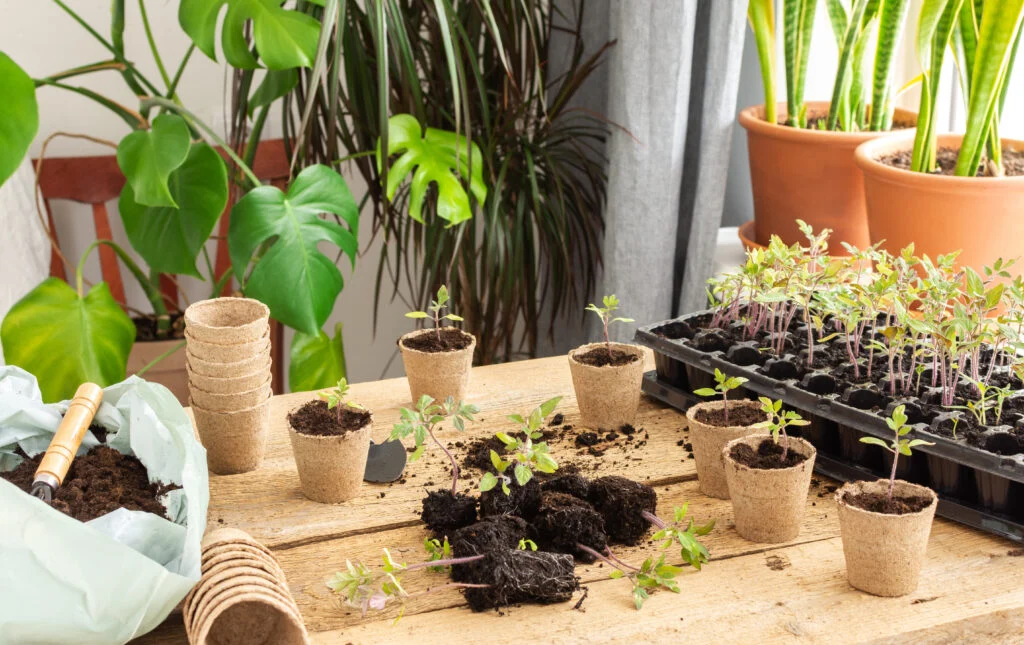 Young green seedlings of tomato in a special plastic form on a wooden background ,bag with ground and trowel and garden shovel, transplanting seedlings, pricking out in eco friendly pots