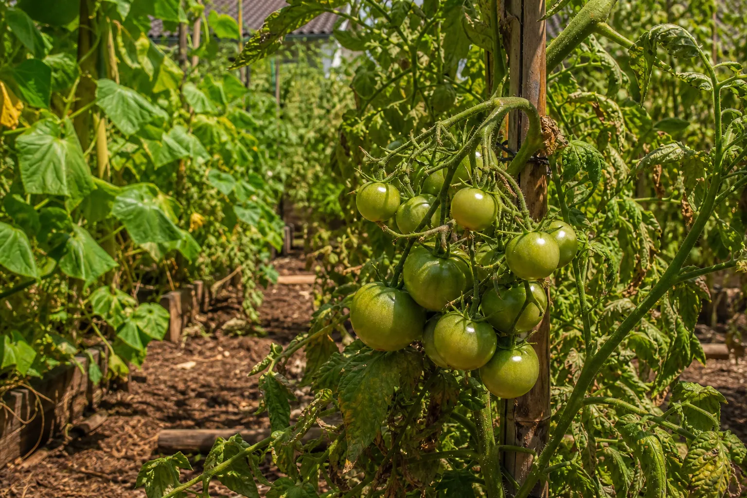 Tomaten reifen nicht? Meistens ist die Hitze schuld