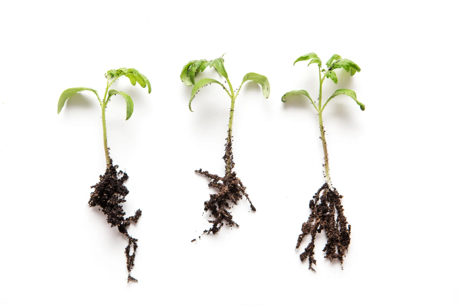 young tomato seedling